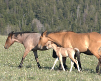 New-born foal