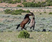 The Social Life of Wild Horses