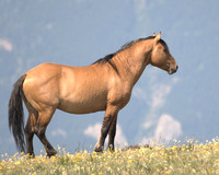 Dun Stallion