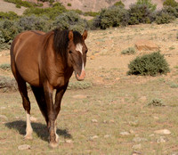 Red Dun Stallion