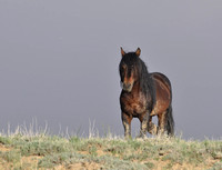 Band Stallion Sentry