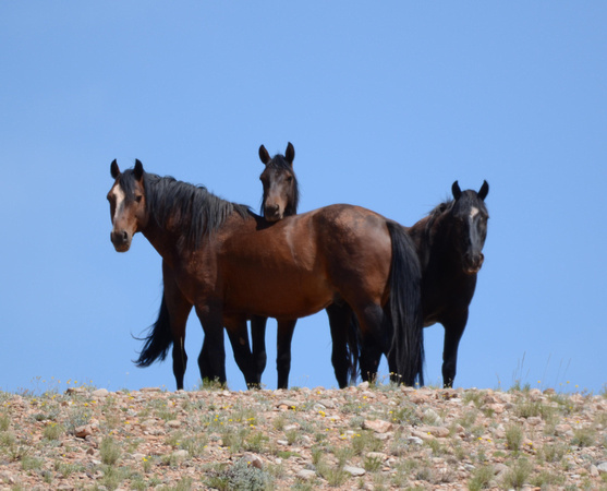 Band Stallion Jesse