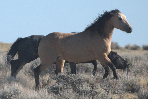 Stallion Driving a Mare