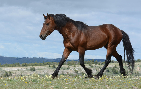 Senior Bachelor Stallion