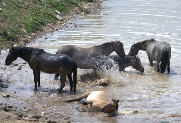 The Swimming Hole