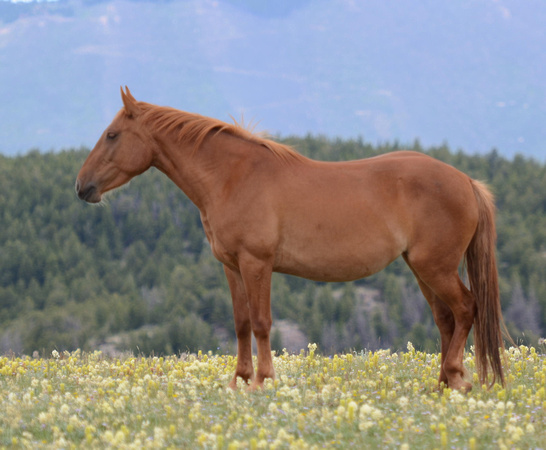 Sorrel Mare