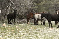 Protecting a Newborn Foal