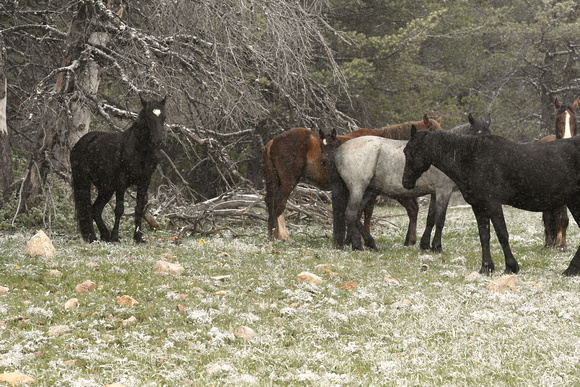 Protecting a Newborn Foal