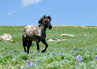 Grullo Roan Stallion