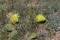 Cactus Blossoms