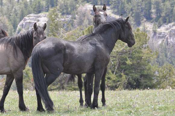 Band stallion Seattle and Hawk