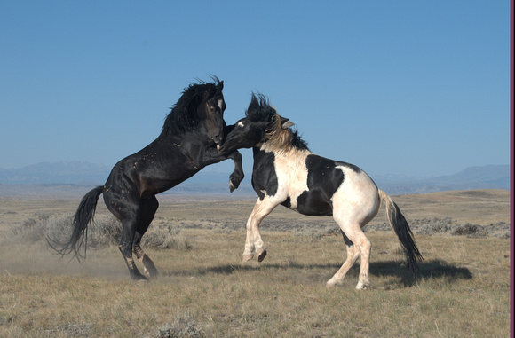 Bachelor Stallions