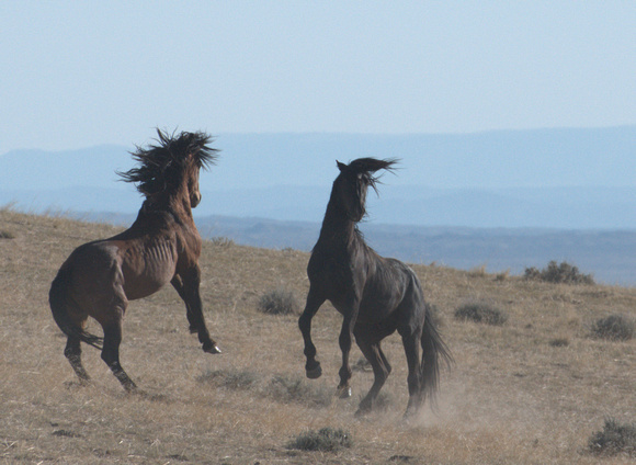 Stallions Sparring