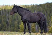 Band Stallion Jasper