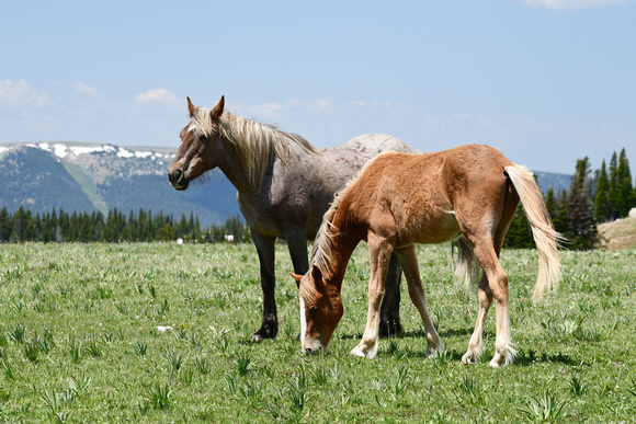 Sorrel Roan Mare and Sorrel Yearling