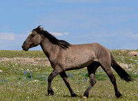 Bachelor Stallion Jupiter