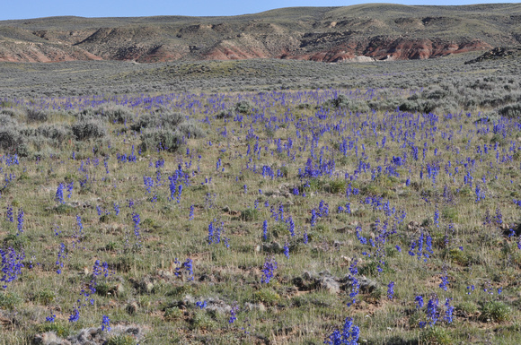 Lupines