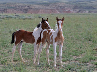 Painted Ponies