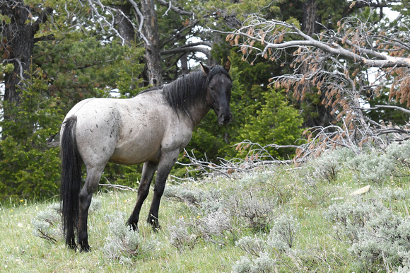 Grullo Roan Stallion