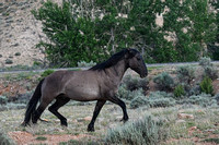 Band Stallion Quasar