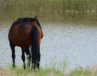 Hickok at Crooked Creek Bay